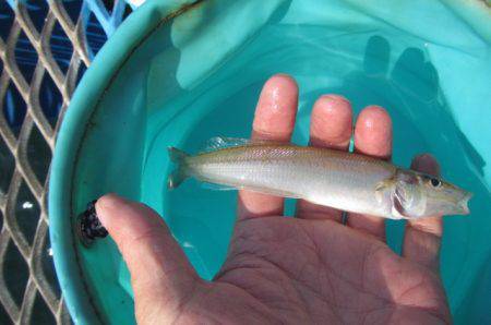 オリジナルメーカー海づり公園(市原市海づり施設) 釣果