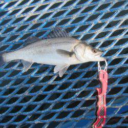 オリジナルメーカー海づり公園(市原市海づり施設) 釣果