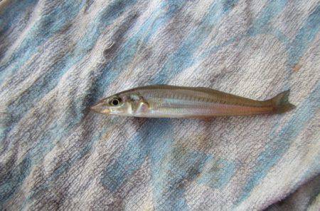 オリジナルメーカー海づり公園(市原市海づり施設) 釣果