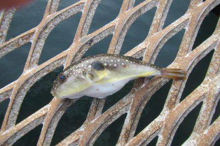 オリジナルメーカー海づり公園(市原市海づり施設) 釣果