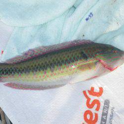 オリジナルメーカー海づり公園(市原市海づり施設) 釣果