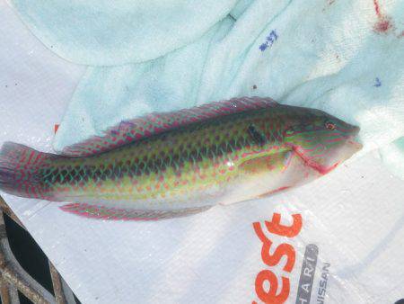 オリジナルメーカー海づり公園(市原市海づり施設) 釣果