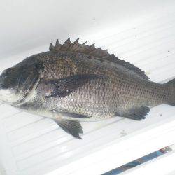 オリジナルメーカー海づり公園(市原市海づり施設) 釣果