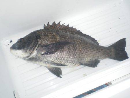 オリジナルメーカー海づり公園(市原市海づり施設) 釣果