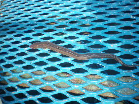 オリジナルメーカー海づり公園(市原市海づり施設) 釣果