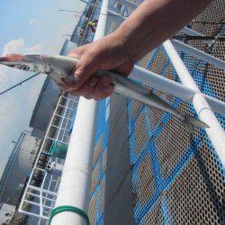 オリジナルメーカー海づり公園(市原市海づり施設) 釣果