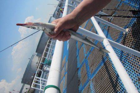 オリジナルメーカー海づり公園(市原市海づり施設) 釣果