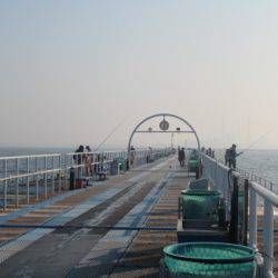 オリジナルメーカー海づり公園(市原市海づり施設) 釣果