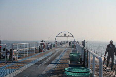 オリジナルメーカー海づり公園(市原市海づり施設) 釣果