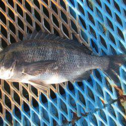 オリジナルメーカー海づり公園(市原市海づり施設) 釣果