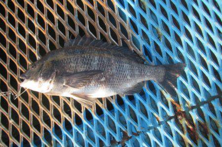 オリジナルメーカー海づり公園(市原市海づり…