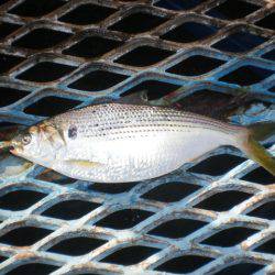 オリジナルメーカー海づり公園(市原市海づり施設) 釣果