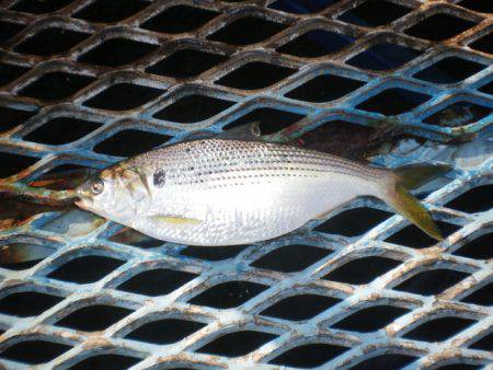 オリジナルメーカー海づり公園(市原市海づり施設) 釣果