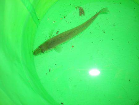 オリジナルメーカー海づり公園(市原市海づり施設) 釣果