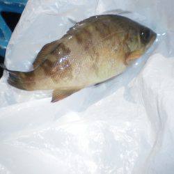 オリジナルメーカー海づり公園(市原市海づり施設) 釣果