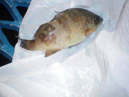 オリジナルメーカー海づり公園(市原市海づり施設) 釣果