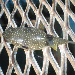 オリジナルメーカー海づり公園(市原市海づり施設) 釣果