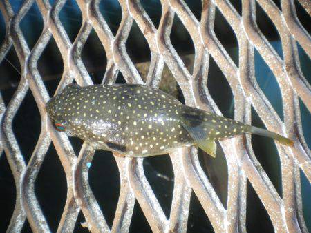 オリジナルメーカー海づり公園(市原市海づり施設) 釣果