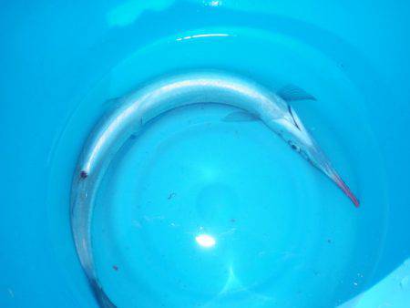 オリジナルメーカー海づり公園(市原市海づり施設) 釣果