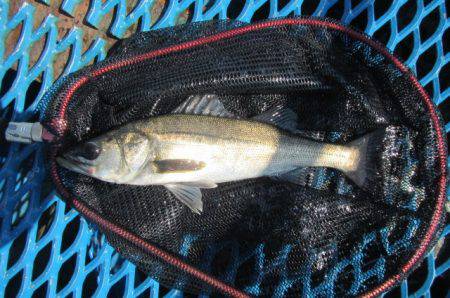 オリジナルメーカー海づり公園(市原市海づり施設) 釣果