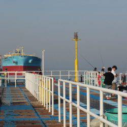 オリジナルメーカー海づり公園(市原市海づり施設) 釣果