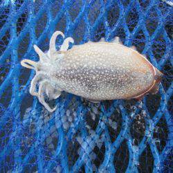 オリジナルメーカー海づり公園(市原市海づり施設) 釣果