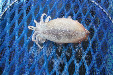 オリジナルメーカー海づり公園(市原市海づり…
