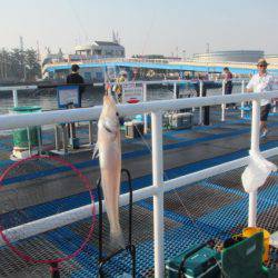 オリジナルメーカー海づり公園(市原市海づり施設) 釣果