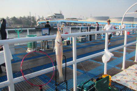オリジナルメーカー海づり公園(市原市海づり施設) 釣果