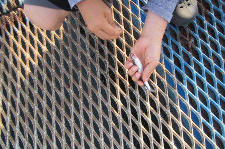 オリジナルメーカー海づり公園(市原市海づり施設) 釣果