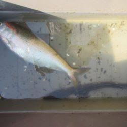 オリジナルメーカー海づり公園(市原市海づり施設) 釣果