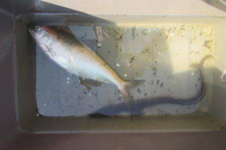 オリジナルメーカー海づり公園(市原市海づり施設) 釣果