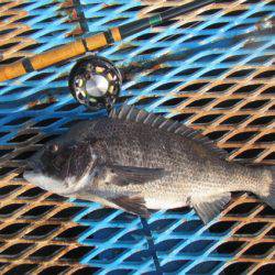 オリジナルメーカー海づり公園(市原市海づり施設) 釣果