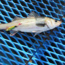 オリジナルメーカー海づり公園(市原市海づり施設) 釣果