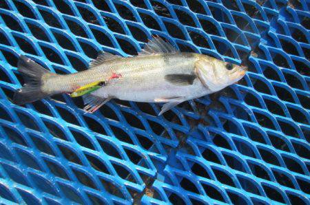 オリジナルメーカー海づり公園(市原市海づり施設) 釣果