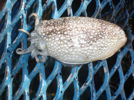 オリジナルメーカー海づり公園(市原市海づり施設) 釣果