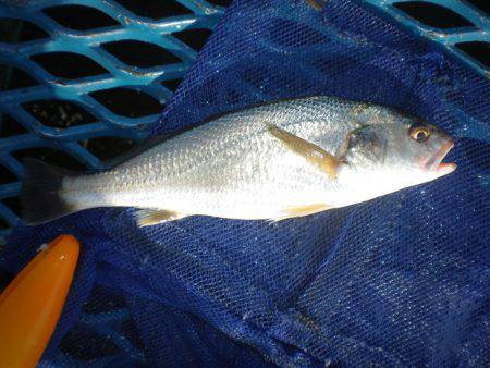 オリジナルメーカー海づり公園(市原市海づり施設) 釣果