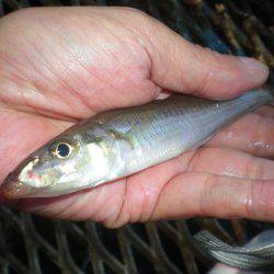 オリジナルメーカー海づり公園(市原市海づり施設) 釣果