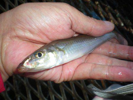 オリジナルメーカー海づり公園(市原市海づり施設) 釣果