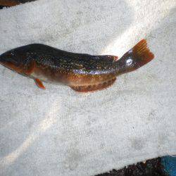 オリジナルメーカー海づり公園(市原市海づり施設) 釣果