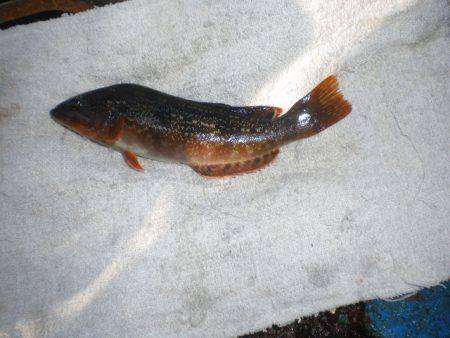 オリジナルメーカー海づり公園(市原市海づり施設) 釣果