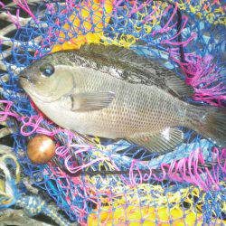 オリジナルメーカー海づり公園(市原市海づり施設) 釣果