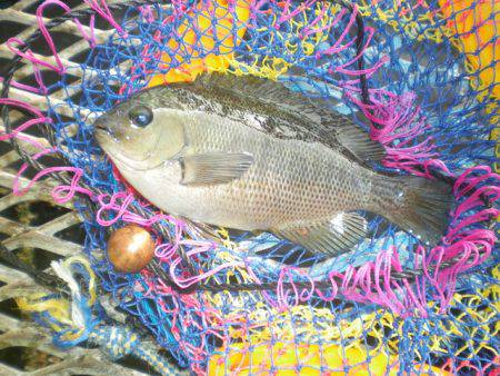 オリジナルメーカー海づり公園(市原市海づり…