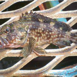 オリジナルメーカー海づり公園(市原市海づり施設) 釣果