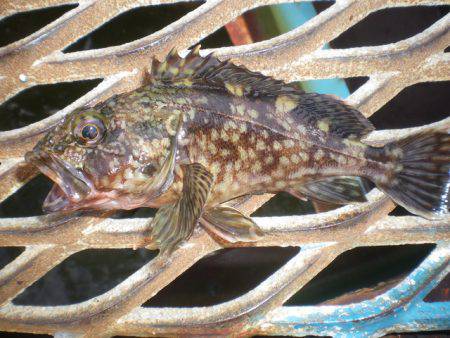 オリジナルメーカー海づり公園(市原市海づり施設) 釣果