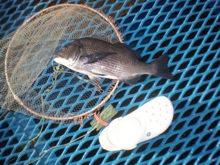 オリジナルメーカー海づり公園(市原市海づり施設) 釣果