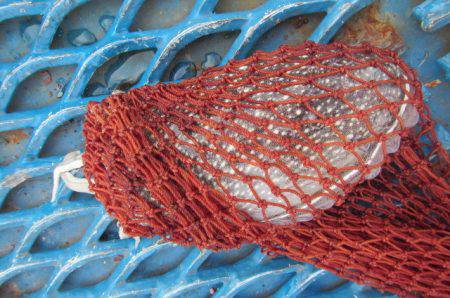 オリジナルメーカー海づり公園(市原市海づり施設) 釣果