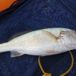 オリジナルメーカー海づり公園(市原市海づり施設) 釣果