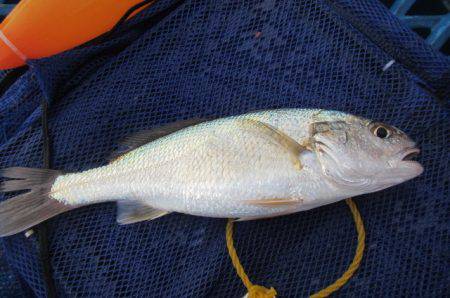 オリジナルメーカー海づり公園(市原市海づり施設) 釣果