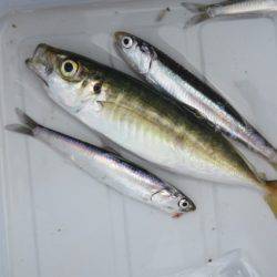 オリジナルメーカー海づり公園(市原市海づり施設) 釣果